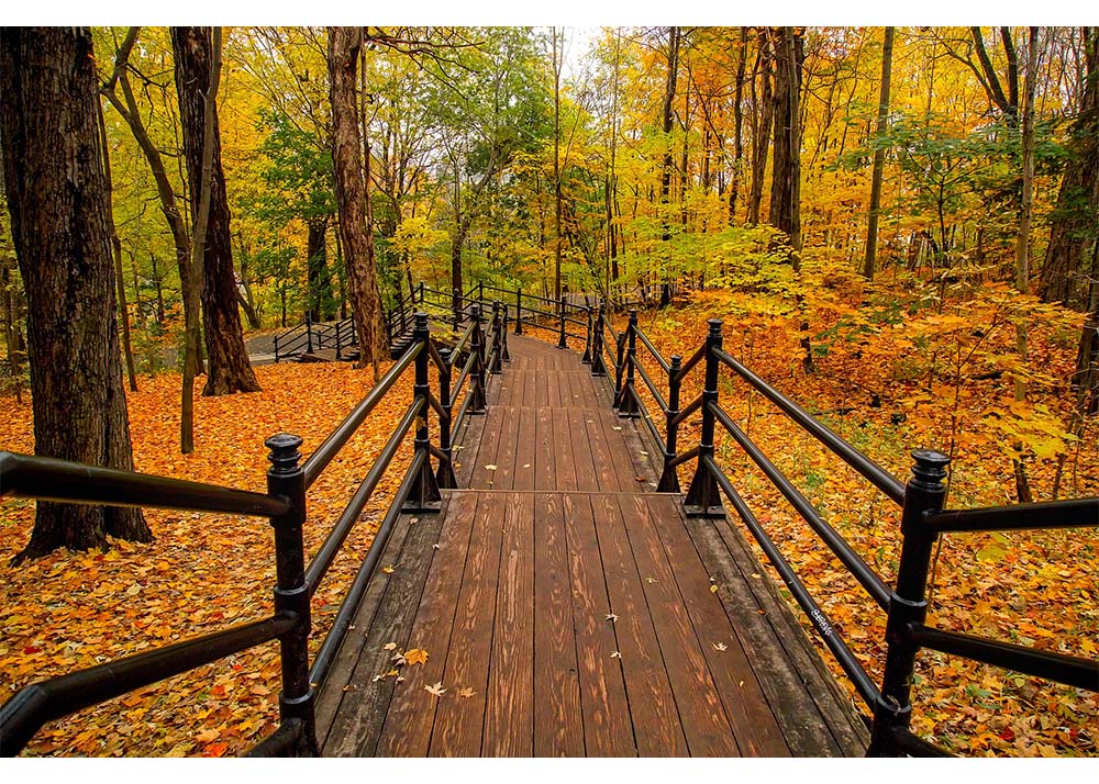 canada landscape with leaves